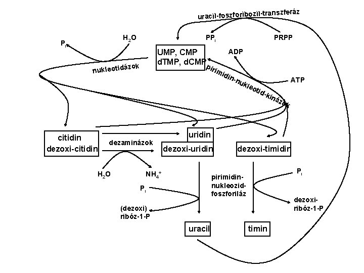 ranszferáz uracil-foszforibozil-t H 2 O Pi PPi zok citidin dezoxi-citidin irim idi n-n dezaminázok