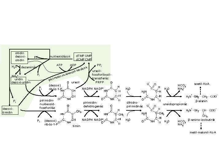 citidin dezoxicitidin H 20 NH 4+ d. TMP UMP d. CMP nukleotidázok Pi ATP
