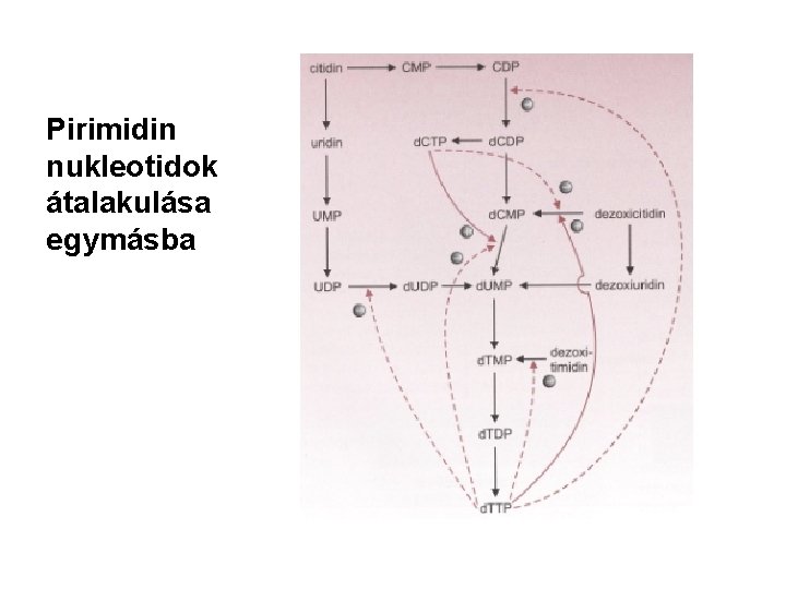 Pirimidin nukleotidok átalakulása egymásba 