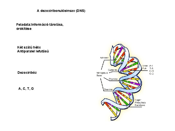 A dezoxiribonukleinsav (DNS) Feladata: Információ tárolása, örökítése Két szálú hélix Antiparalel lefutású Dezoxiribóz A,