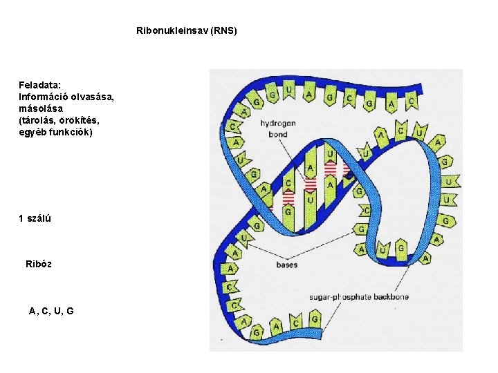 Ribonukleinsav (RNS) Feladata: Információ olvasása, másolása (tárolás, örökítés, egyéb funkciók) 1 szálú Ribóz A,