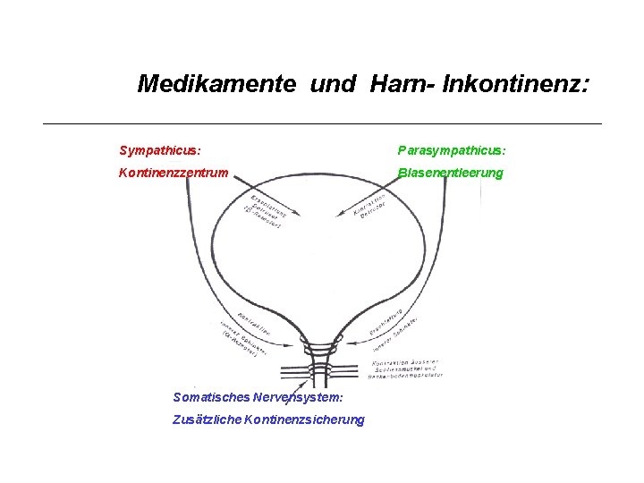 Medikamente und Harn- Inkontinenz: Sympathicus: Parasympathicus: Kontinenzzentrum Blasenentleerung Somatisches Nervensystem: Zusätzliche Kontinenzsicherung 