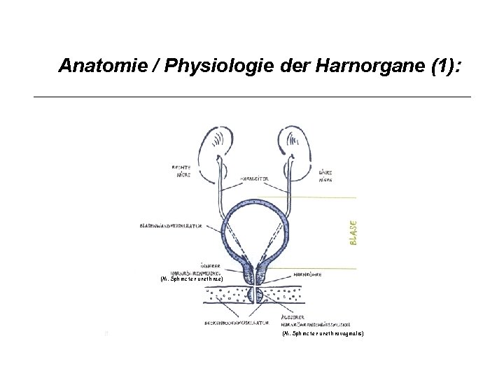 Anatomie / Physiologie der Harnorgane (1): (M. Sphincter urethrae) (M. Sphincter urethrovaginalis) 