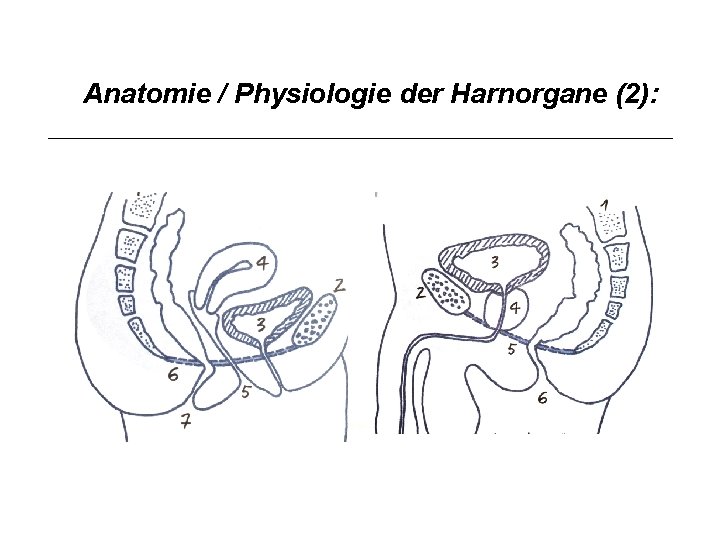 Anatomie / Physiologie der Harnorgane (2): 