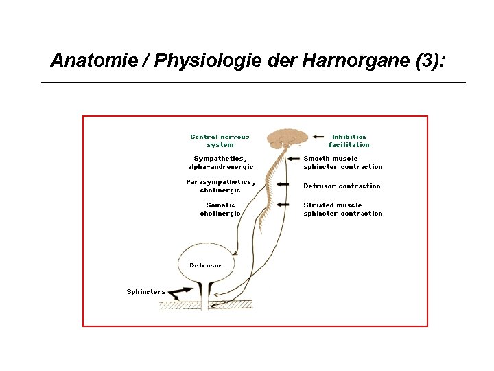 Anatomie / Physiologie der Harnorgane (3): 