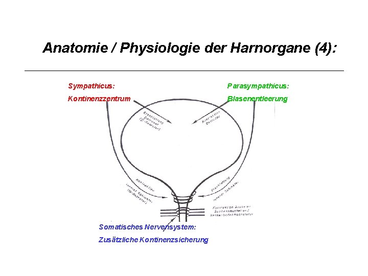 Anatomie / Physiologie der Harnorgane (4): Sympathicus: Parasympathicus: Kontinenzzentrum Blasenentleerung Somatisches Nervensystem: Zusätzliche Kontinenzsicherung