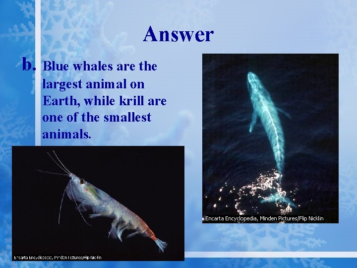 Answer b. Blue whales are the largest animal on Earth, while krill are one