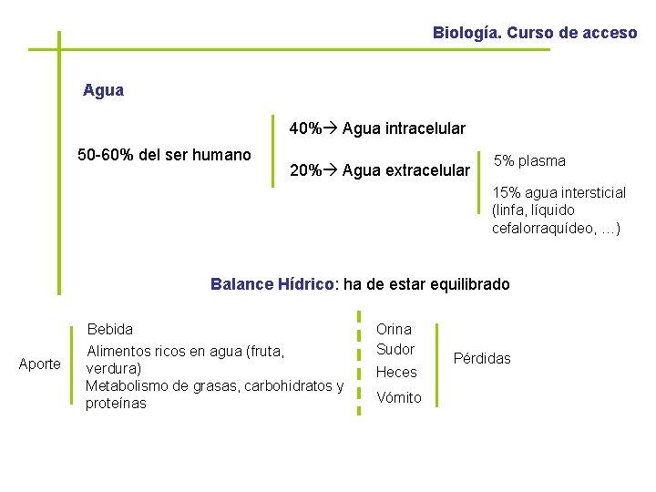 Biología. Curso de acceso Agua 40% Agua intracelular 50 -60% del ser humano 20%