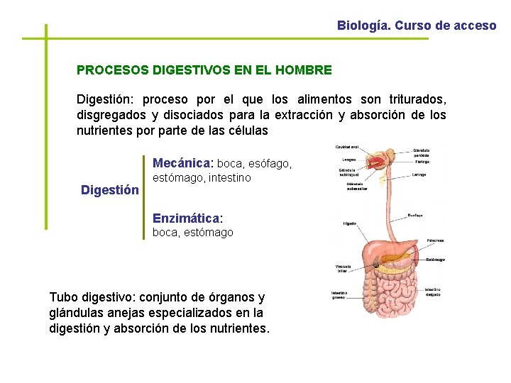 Biología. Curso de acceso PROCESOS DIGESTIVOS EN EL HOMBRE Digestión: proceso por el que