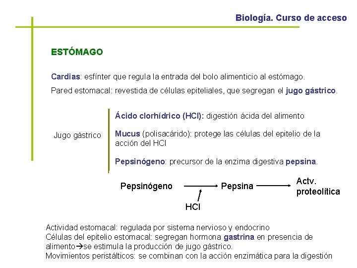 Biología. Curso de acceso ESTÓMAGO Cardias: esfínter que regula la entrada del bolo alimenticio