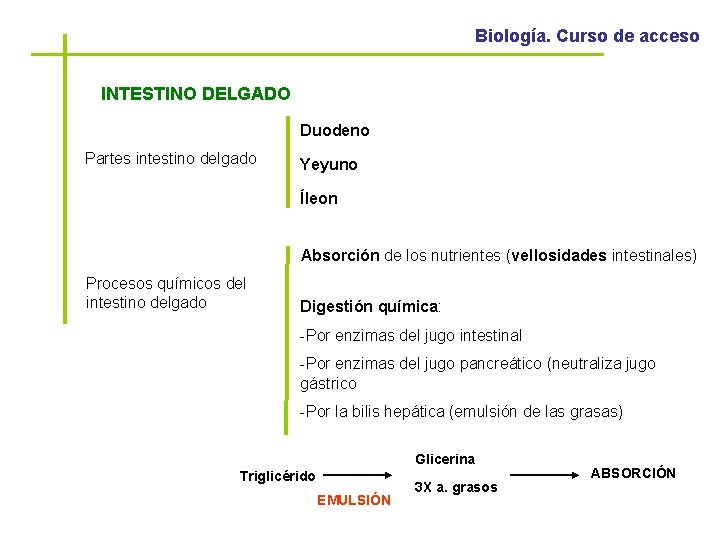 Biología. Curso de acceso INTESTINO DELGADO Duodeno Partes intestino delgado Yeyuno Íleon Absorción de