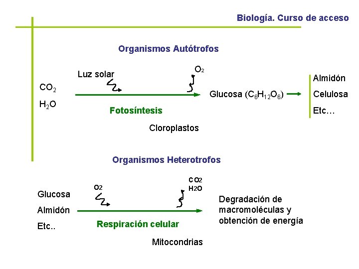 Biología. Curso de acceso Organismos Autótrofos O 2 Luz solar CO 2 Almidón Glucosa
