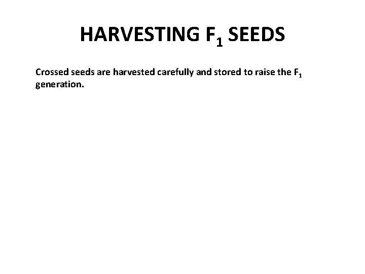 HARVESTING F 1 SEEDS Crossed seeds are harvested carefully and stored to raise the