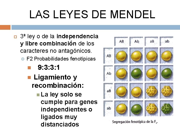 LAS LEYES DE MENDEL 3ª ley o de la independencia y libre combinación de