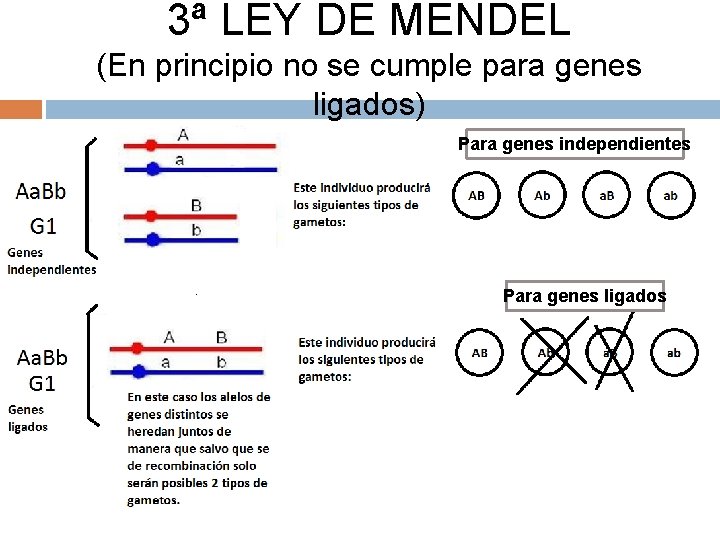 3ª LEY DE MENDEL (En principio no se cumple para genes ligados) Para genes