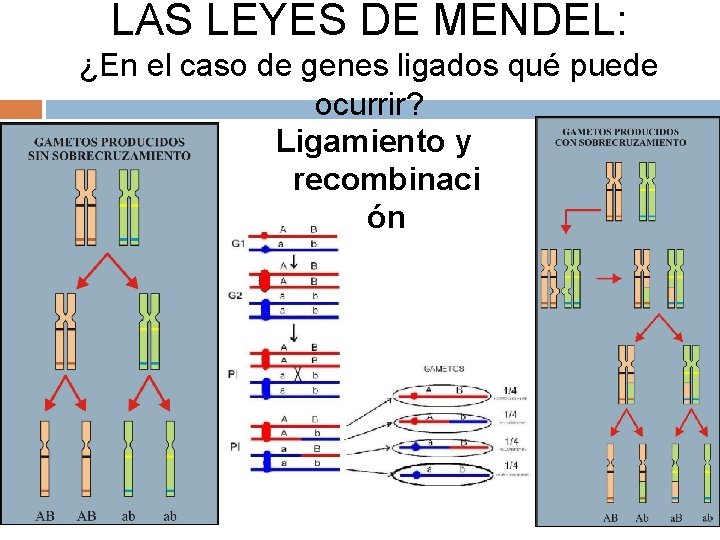 LAS LEYES DE MENDEL: ¿En el caso de genes ligados qué puede ocurrir? Ligamiento