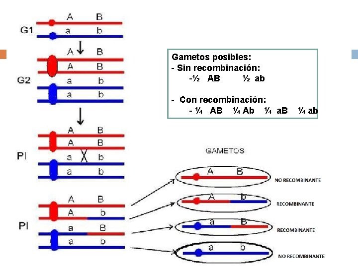 Gametos posibles: - Sin recombinación: -½ AB ½ ab - Con recombinación: - ¼