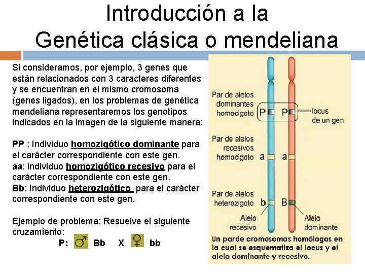 Introducción a la Genética clásica o mendeliana Si consideramos, por ejemplo, 3 genes que