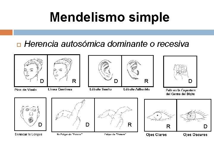 Mendelismo simple Herencia autosómica dominante o recesiva D D R R D 