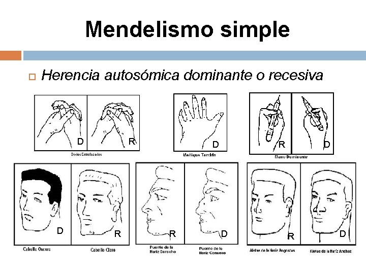 Mendelismo simple Herencia autosómica dominante o recesiva DD D R R R D D