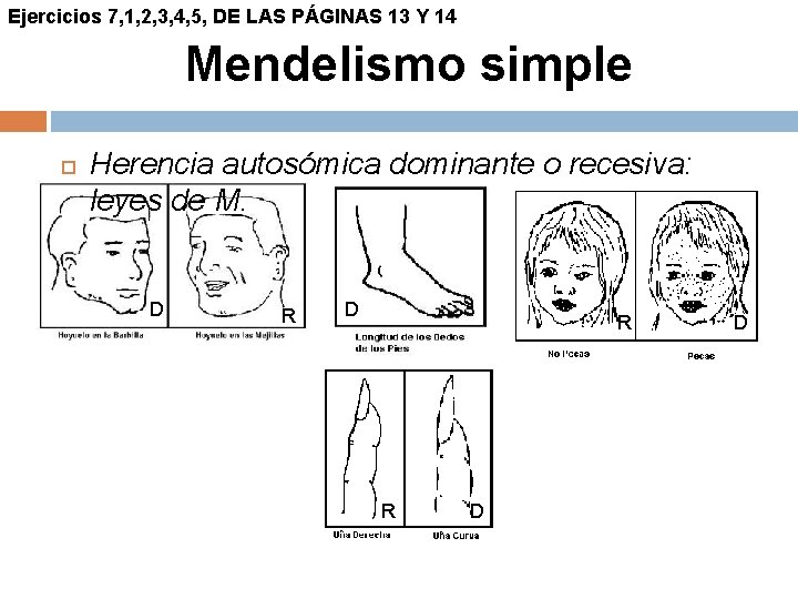 Ejercicios 7, 1, 2, 3, 4, 5, DE LAS PÁGINAS 13 Y 14 Mendelismo