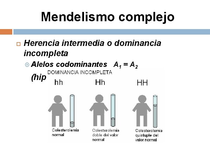 Mendelismo complejo Herencia intermedia o dominancia incompleta Alelos codominantes A 1 = A 2