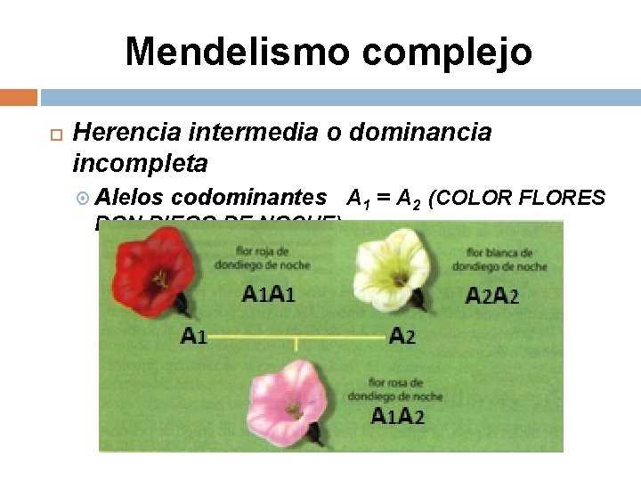 Mendelismo complejo Herencia intermedia o dominancia incompleta Alelos codominantes A 1 = A 2