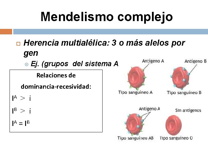 Mendelismo complejo Herencia multialélica: 3 o más alelos por gen Ej. (grupos del sistema