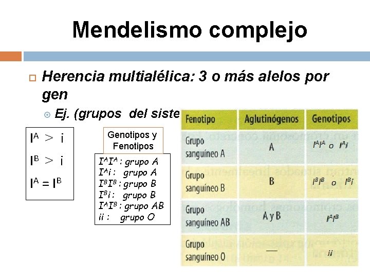 Mendelismo complejo Herencia multialélica: 3 o más alelos por gen Ej. (grupos del sistema