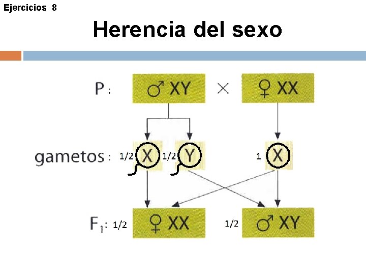 Ejercicios 8 Herencia del sexo 