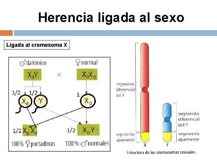 Herencia ligada al sexo Ligada al cromosoma X 