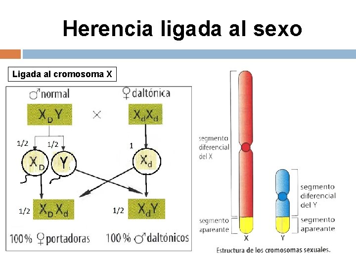 Herencia ligada al sexo Ligada al cromosoma X 