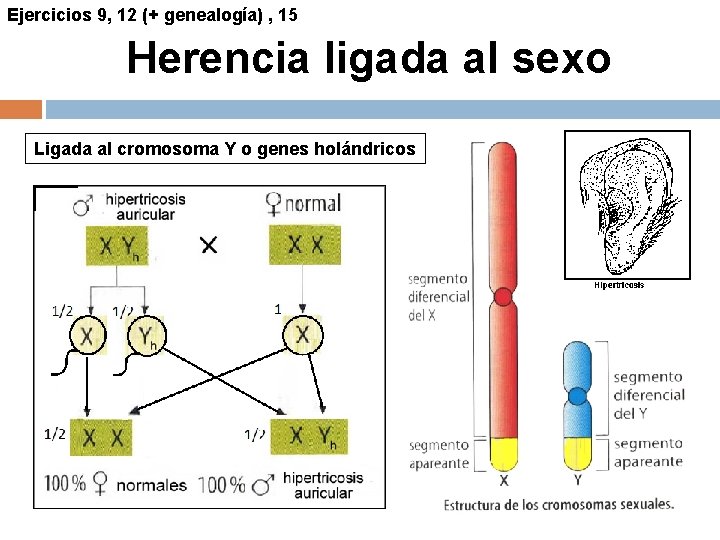Ejercicios 9, 12 (+ genealogía) , 15 Herencia ligada al sexo Ligada al cromosoma