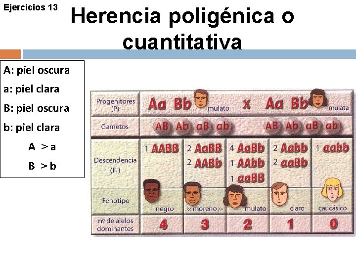 Ejercicios 13 A: piel oscura a: piel clara B: piel oscura b: piel clara