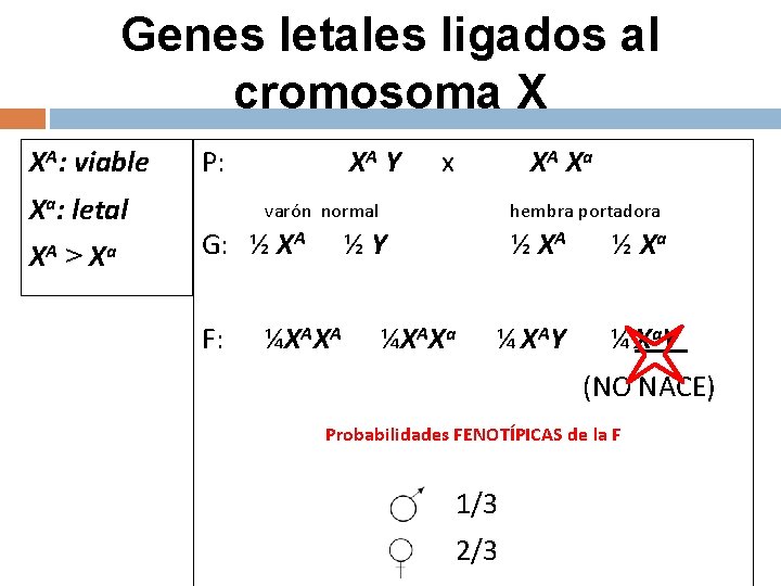 Genes letales ligados al cromosoma X XA: viable Xa: letal XA > Xa P: