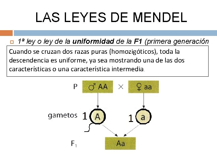 LAS LEYES DE MENDEL 1ª ley o ley de la uniformidad de la F