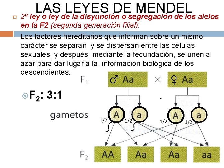  LAS LEYES DE MENDEL 2ª ley o ley de la disyunción o segregación