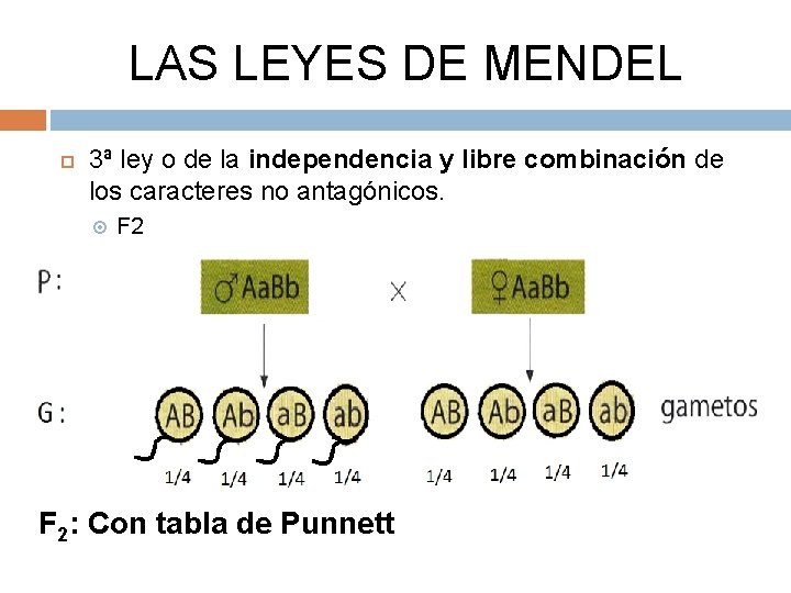 LAS LEYES DE MENDEL 3ª ley o de la independencia y libre combinación de