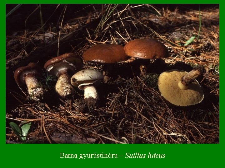 Barna gyűrűstinóru – Suillus luteus 