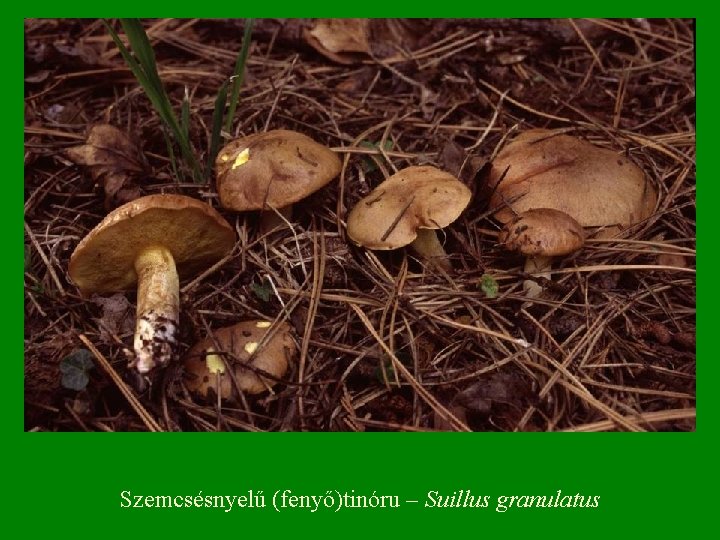 Szemcsésnyelű (fenyő)tinóru – Suillus granulatus 