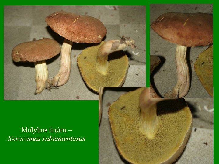 Molyhos tinóru – Xerocomus subtomentosus 