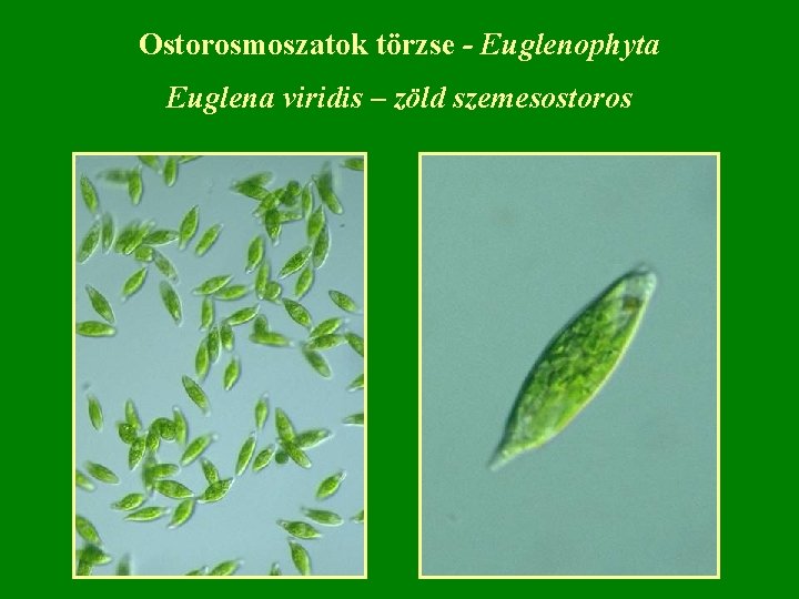 Ostorosmoszatok törzse - Euglenophyta Euglena viridis – zöld szemesostoros 