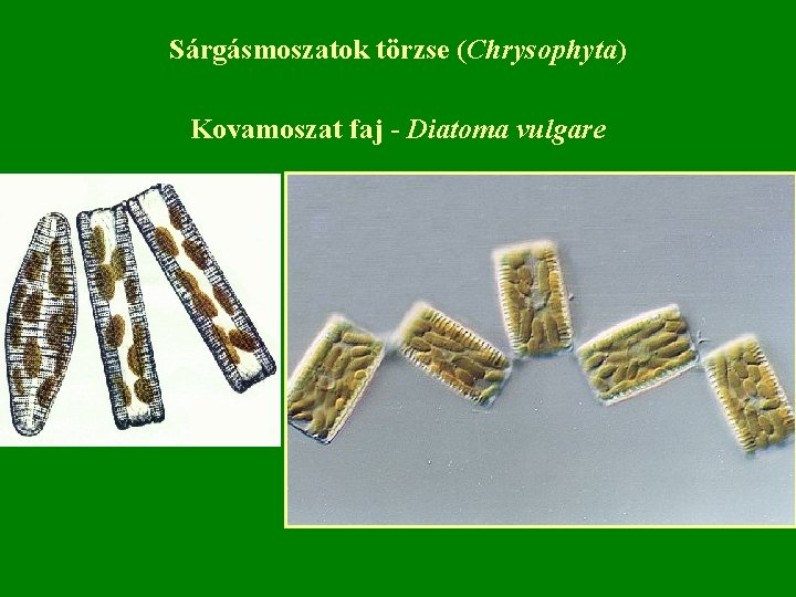 Sárgásmoszatok törzse (Chrysophyta) Kovamoszat faj - Diatoma vulgare 