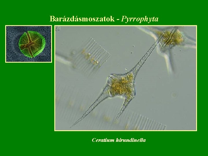 Barázdásmoszatok - Pyrrophyta Ceratium hirundinella 