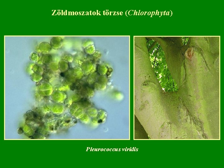 Zöldmoszatok törzse (Chlorophyta) Pleurococcus viridis 