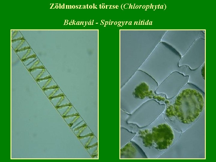Zöldmoszatok törzse (Chlorophyta) Békanyál - Spirogyra nitida 
