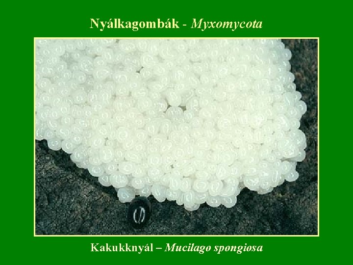 Nyálkagombák - Myxomycota Kakukknyál – Mucilago spongiosa 