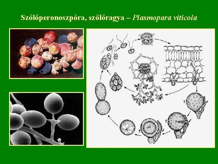 Szőlőperonoszpóra, szőlőragya – Plasmopara viticola 