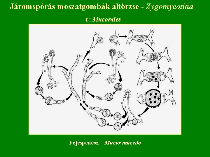 Járomspórás moszatgombák altörzse - Zygomycotina r: Mucorales Fejespenész – Mucor mucedo 