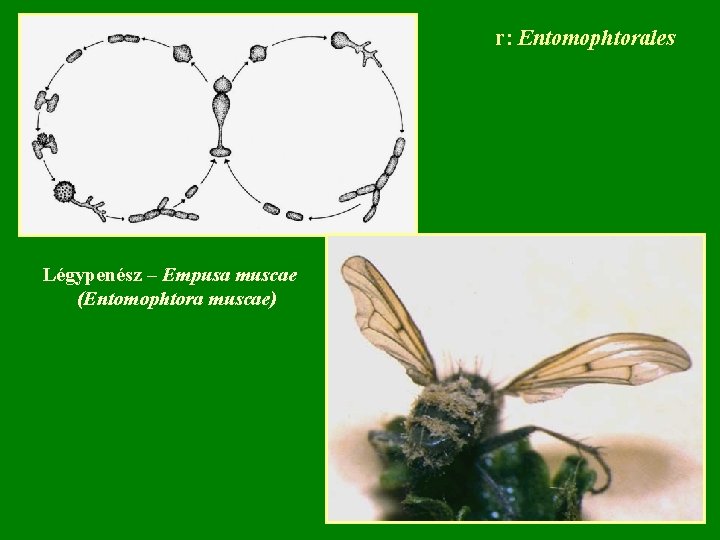 r: Entomophtorales Légypenész – Empusa muscae (Entomophtora muscae) 